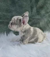 Olivia , a female French Bulldog for sale in Camden, MI – 5 of 9