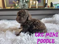 Mavis, a female Poodle - Miniature  for sale in Camden, MI – 7 of 7
