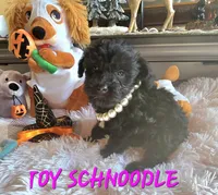 Elvira , a female Schnoodle for sale in Camden, MI – 5 of 10
