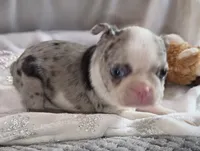 Maria, a female Boston Terrier for sale in Camden, MI – 2 of 7