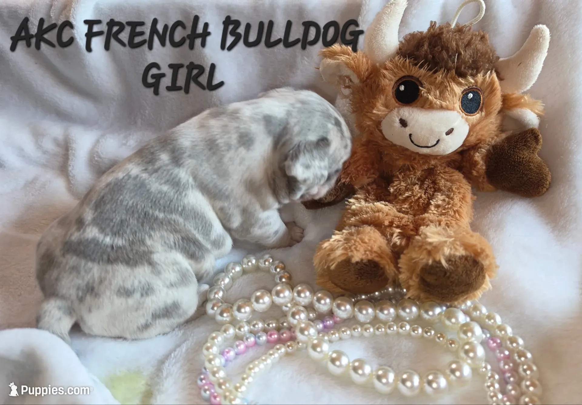 Olivia , a female French Bulldog for sale in Camden, MI – 5 of 5