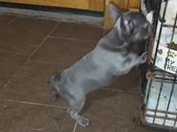 Carlos, a male French Bulldog for sale in Camden, MI – 3 of 7