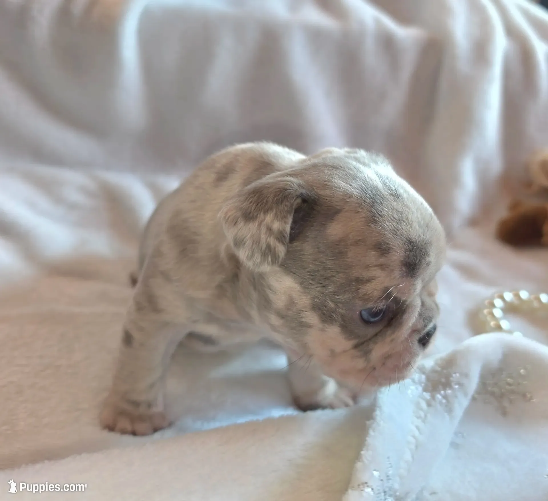 Olivia , a female French Bulldog for sale in Camden, MI – 2 of 5