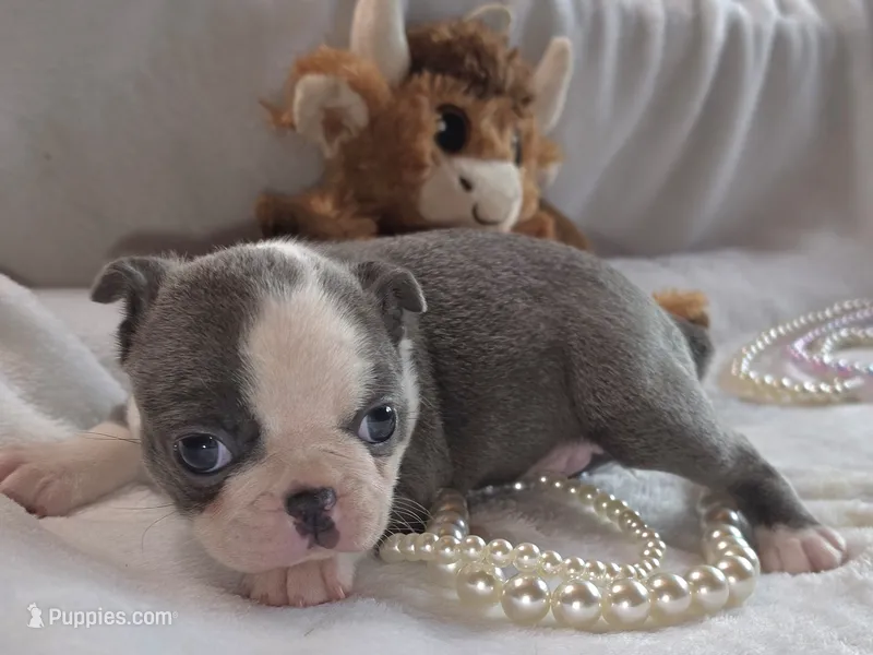 Mia – Boston Terrier puppy for sale in Camden, MI