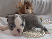 Mia, a female Boston Terrier for sale in Camden, MI – 1 of 7
