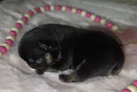 Mindy, a female French Bulldog for sale in Camden, MI – 1 of 2