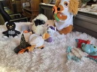 Tiny Tina, a female Poodle - Toy  for sale in Camden, MI – 5 of 10