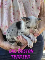 Maria, a female Boston Terrier for sale in Camden, MI – 4 of 8