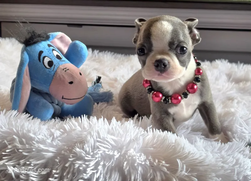 Walter – Boston Terrier puppy for sale in Camden, MI