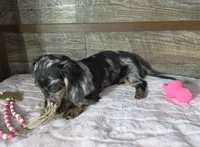 Blue dapple girl , a female Miniature Dachshund for sale in Camden, MI – 7 of 10