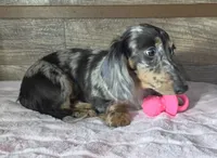 Blue dapple girl , a female Miniature Dachshund for sale in Camden, MI – 9 of 10
