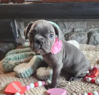 Milly, a female Frenchton for sale in Camden, MI – Photo 4 of 5