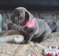 Milly, a female Frenchton for sale in Camden, MI – Photo 3 of 5