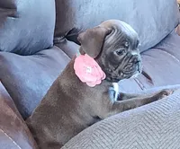 Milly, a female Frenchton for sale in Camden, MI – Photo 2 of 5