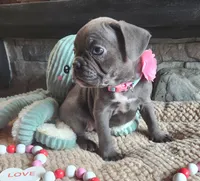 Milly, a female Frenchton for sale in Camden, MI – Photo 5 of 5