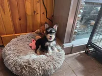 Peggy, a female Miniature Schnauzer for sale in Camden, MI – 7 of 7