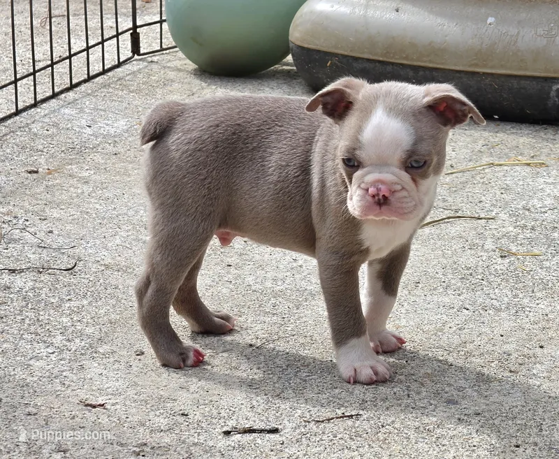 Whiskey  – Boston Terrier puppy for sale in Camden, MI