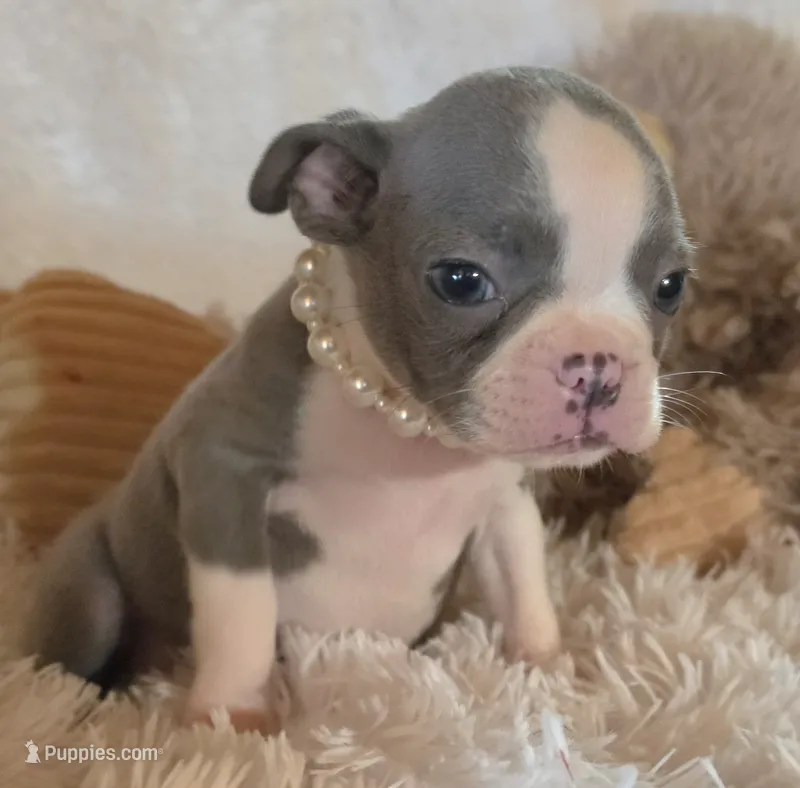 Bella blue – Boston Terrier puppy for sale in Camden, MI