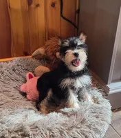 Peggy, a female Miniature Schnauzer for sale in Camden, MI – 2 of 7