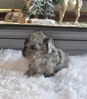 Blue Sugar , a female Poodle - Miniature  for sale in Camden, MI – 2 of 8