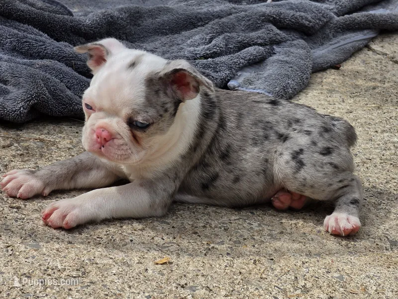 Earl – Boston Terrier puppy for sale in Camden, MI