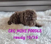 Mavis, a female Poodle - Miniature  for sale in Camden, MI – 2 of 7