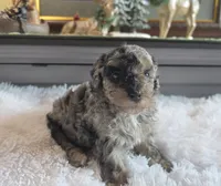 Blue Sugar , a female Poodle - Miniature  for sale in Camden, MI – 8 of 8