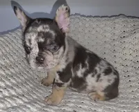 HARLEQUIN , a male French Bulldog for sale in Camden, MI – 5 of 6