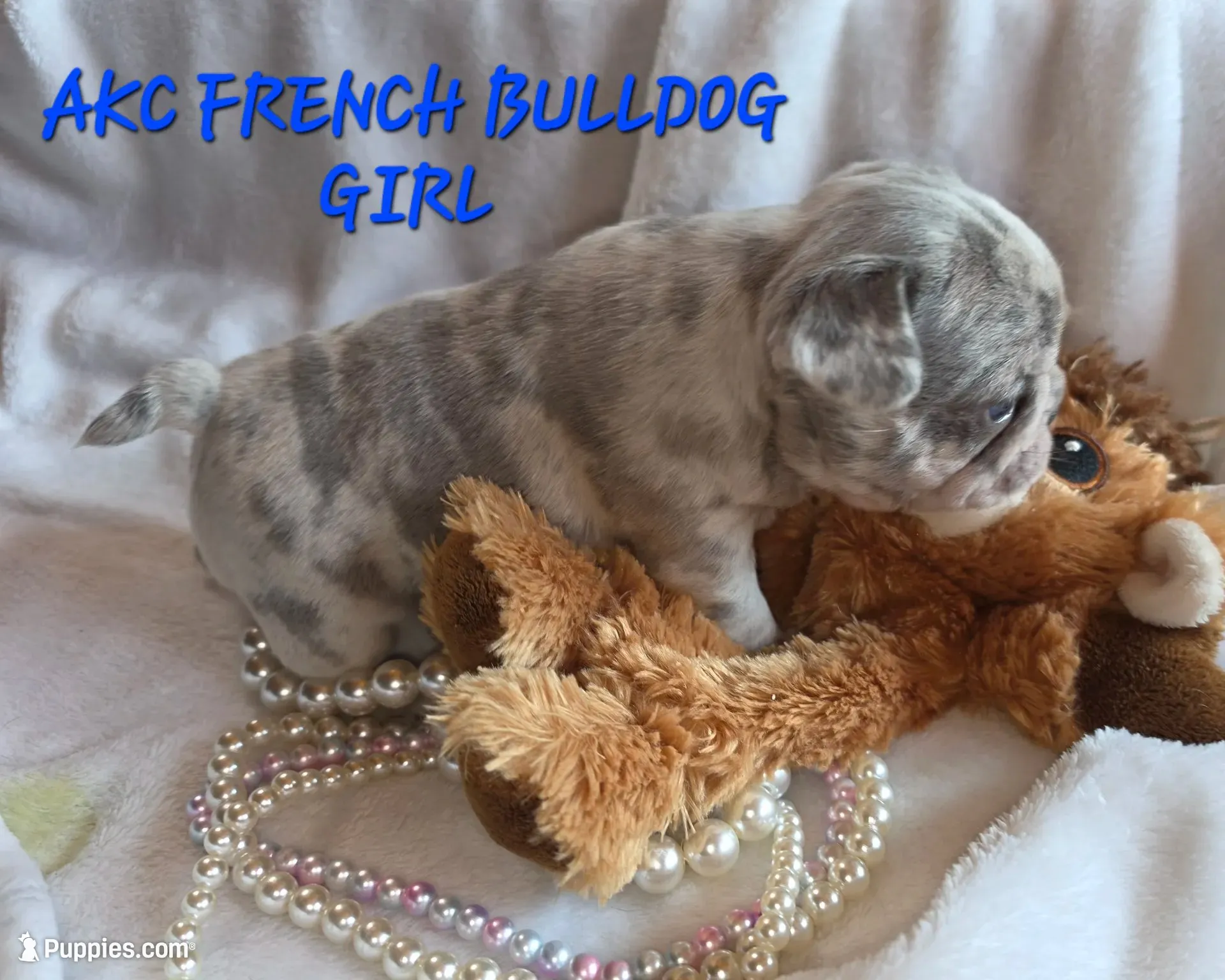 Olivia , a female French Bulldog for sale in Camden, MI – 4 of 5