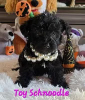 Elvira , a female Schnoodle for sale in Camden, MI – 7 of 10