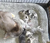 HARLEQUIN , a male French Bulldog for sale in Camden, MI – 2 of 9