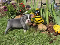 Travis, a male Boston Terrier and French Bulldog for sale in Camden, MI – 3 of 6