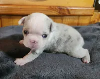 Eva, a female Boston Terrier for sale in Camden, MI – Photo 6 of 6