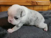 Eva, a female Boston Terrier for sale in Camden, MI – Photo 3 of 6