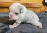 Eva, a female Boston Terrier for sale in Camden, MI – Photo 2 of 6