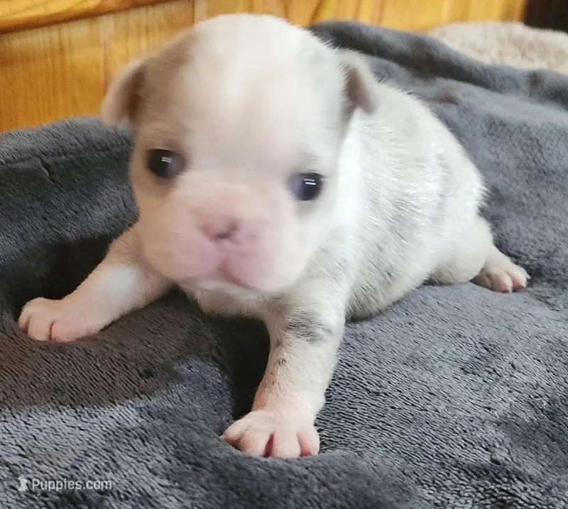 Eva, a female Boston Terrier for sale in Camden, MI – Photo 1 of 6