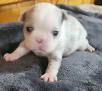 Eva, a female Boston Terrier for sale in Camden, MI – Photo 1 of 6