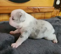 Eva, a female Boston Terrier for sale in Camden, MI – Photo 5 of 6