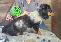 Blue dapple girl , a female Miniature Dachshund for sale in Camden, MI – Photo 3 of 4