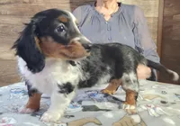 Blue dapple girl , a female Miniature Dachshund for sale in Camden, MI – Photo 2 of 4