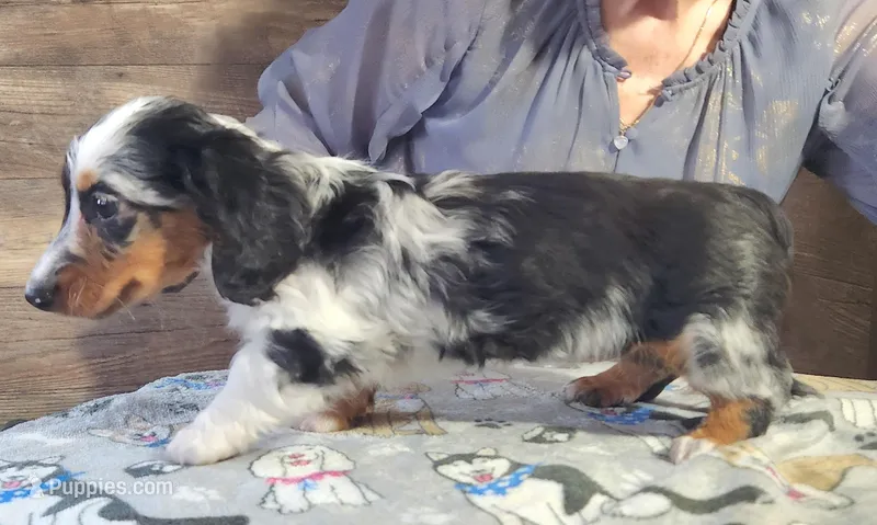 Blue dapple girl  – Miniature Dachshund puppy for sale in Camden, MI