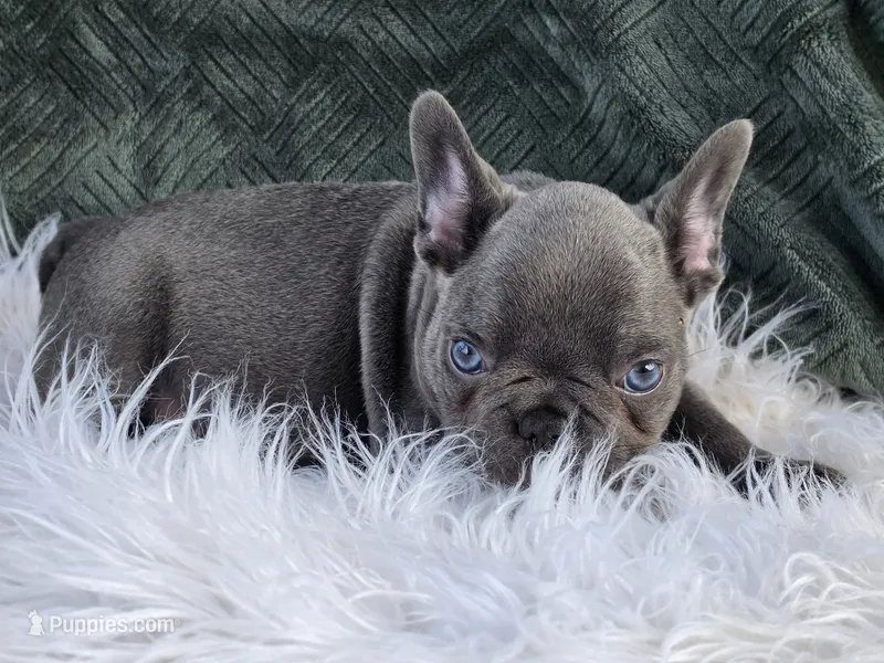 Carlos – French Bulldog puppy for sale in Camden, MI