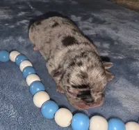 Earl, a male French Bulldog for sale in Camden, MI – 4 of 4