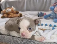 Whiskey , a male Boston Terrier for sale in Camden, MI – 4 of 8