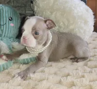 Pearl, a female Boston Terrier for sale in Camden, MI – Photo 6 of 7