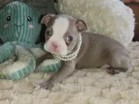Pearl, a female Boston Terrier for sale in Camden, MI – Photo 7 of 7