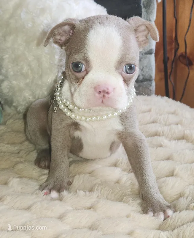 Pearl – Boston Terrier puppy for sale in Camden, MI