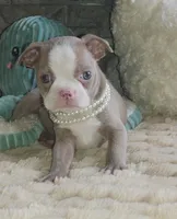 Pearl, a female Boston Terrier for sale in Camden, MI – Photo 2 of 7