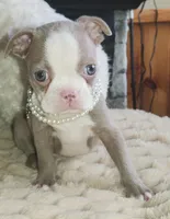 Pearl, a female Boston Terrier for sale in Camden, MI – Photo 3 of 7