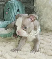 Pearl, a female Boston Terrier for sale in Camden, MI – Photo 5 of 7